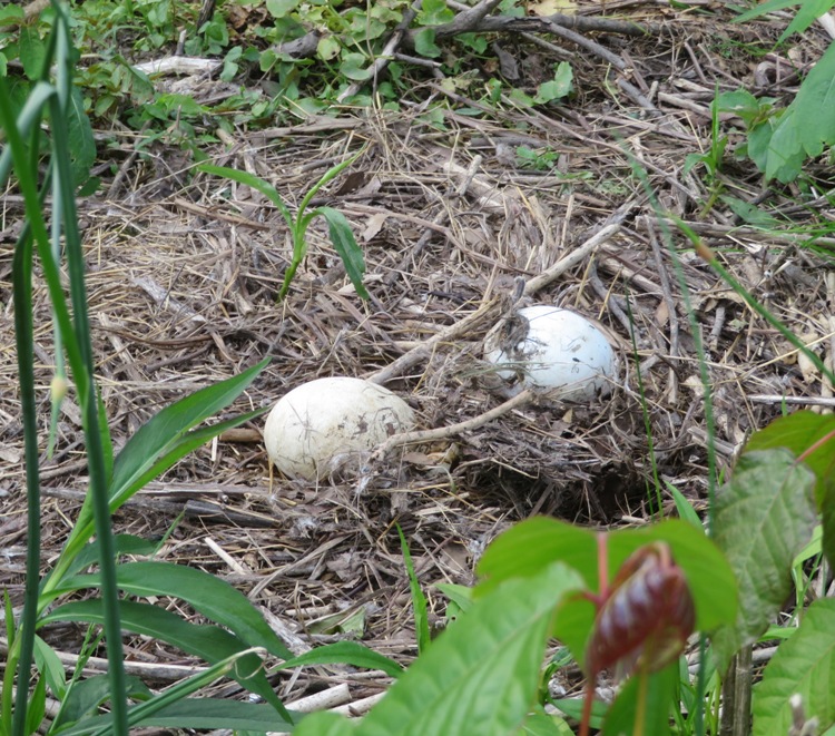 Abandoned goose eggs