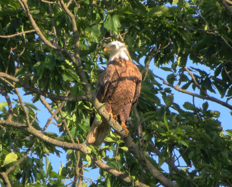 Bald eagle in a tree