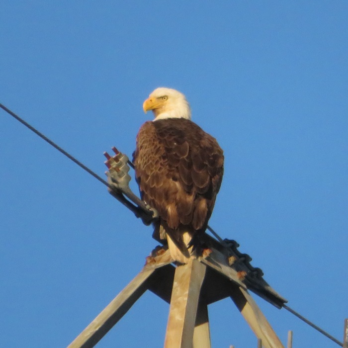 Bald eagle on transmission line tower