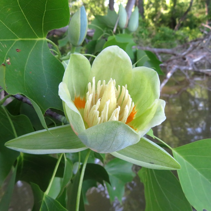 Tulip poplar flower