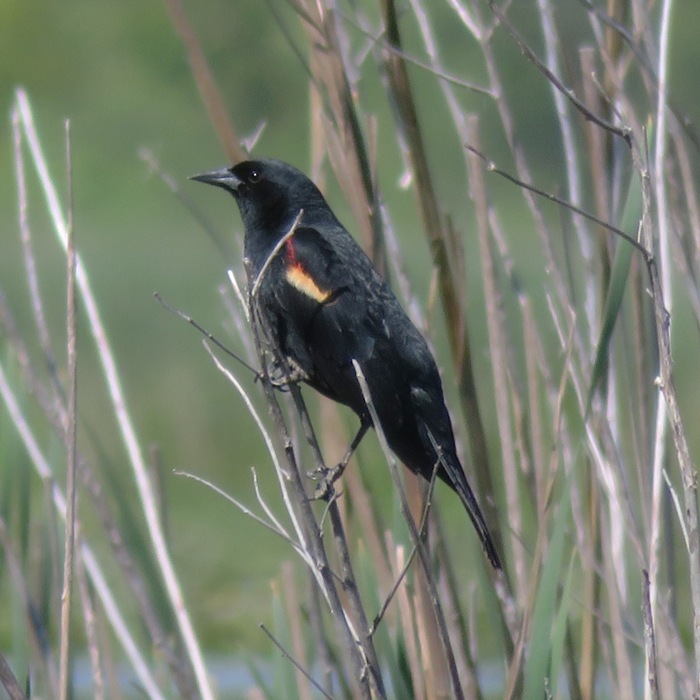 Red-winged blackbird