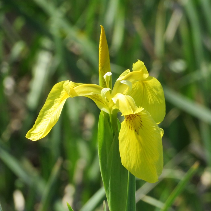 Yellow iris