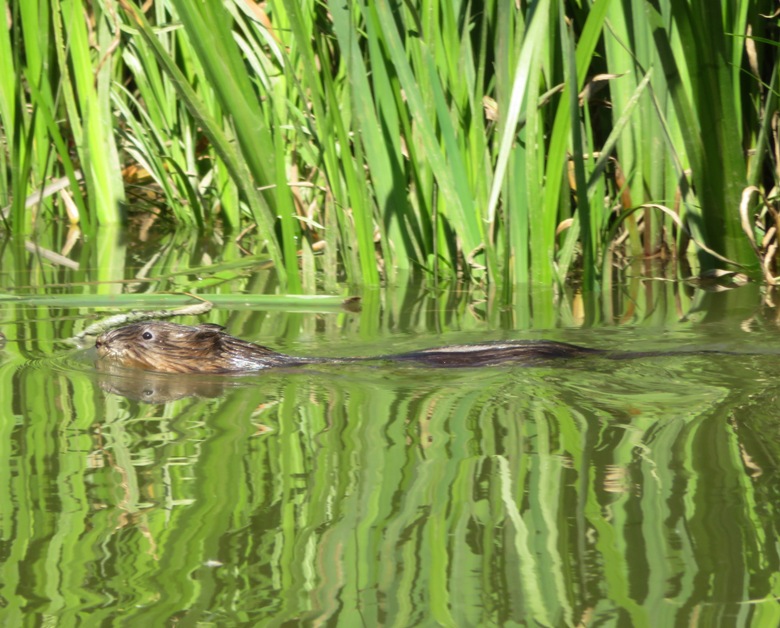 Muskrat swimming