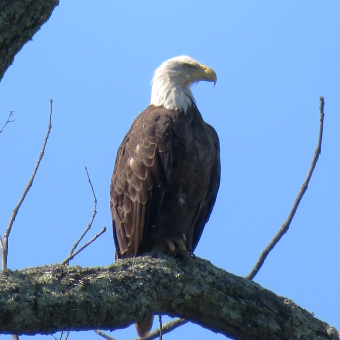 Bald eagle.