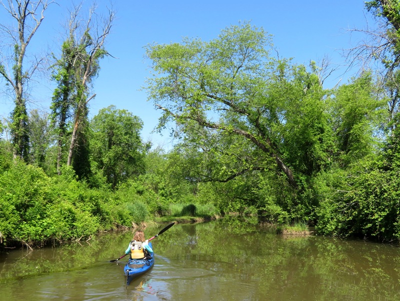 Norma kayaking in narrow, tree-lined area