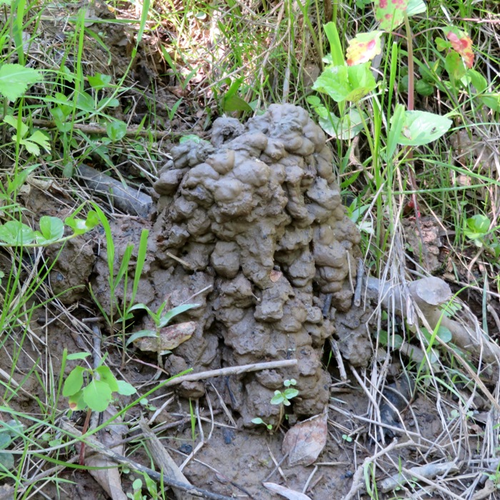 Crayfish mound