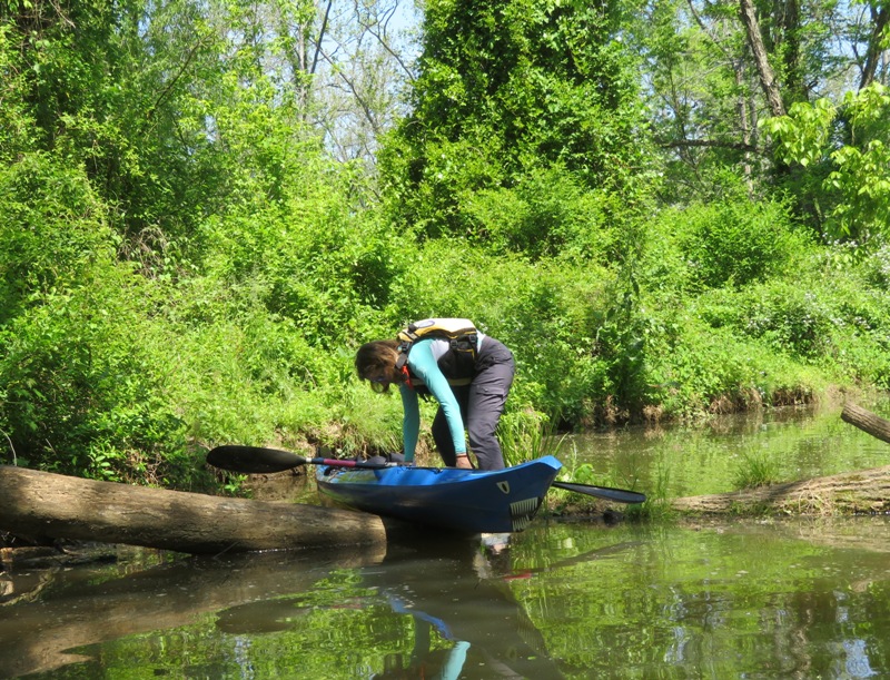 Norma portaging over a log