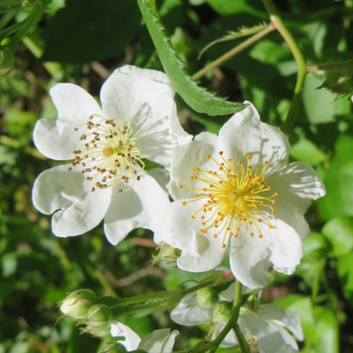 Pretty flowers, white and yellow