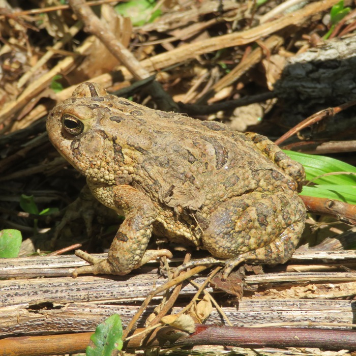 Toad on dirt road that led to the water