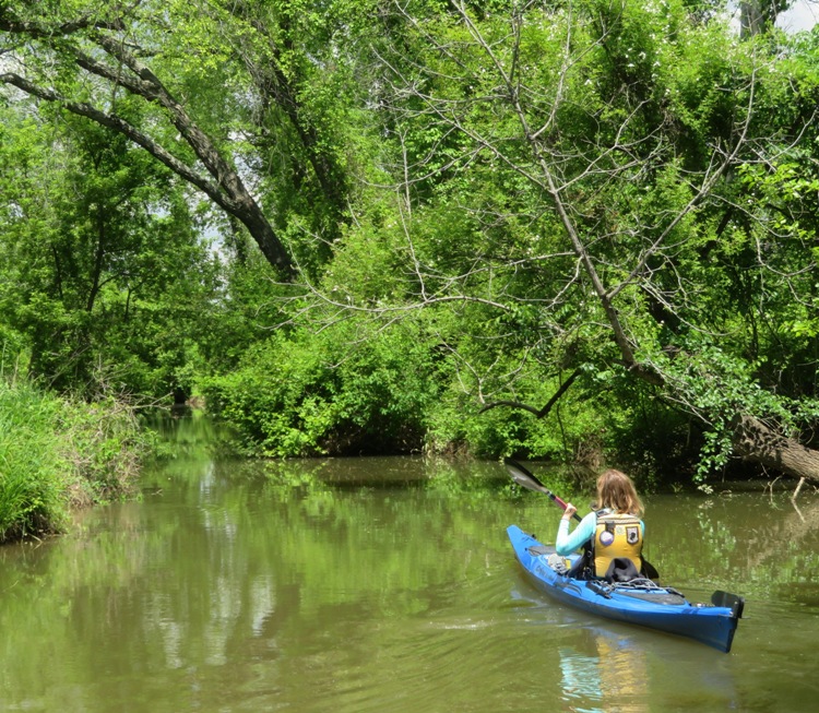 Norma kayaking through tree-lined water