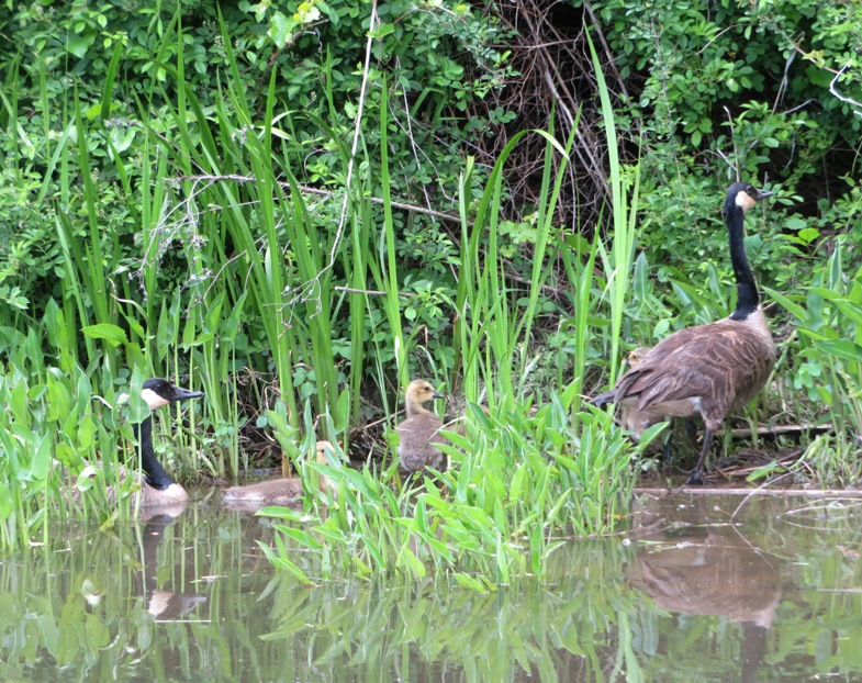 Canadian geese with goslings