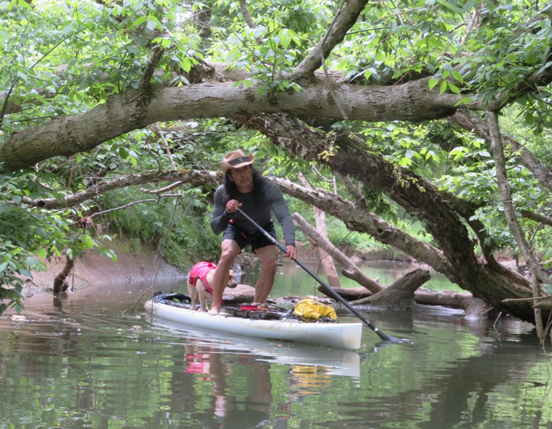 Paddleboarding under a fallen tree