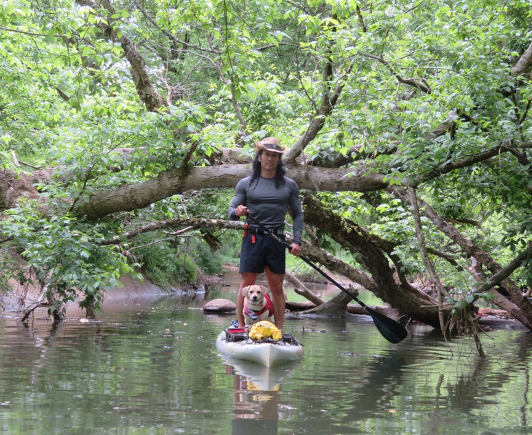 Standing tall on the SUP on the other side of the fallen log