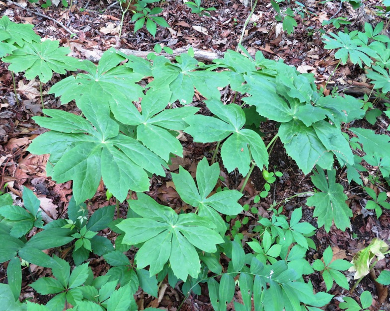 Mayapple plants