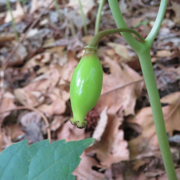 Unripe single mayapple fruit unde leaf