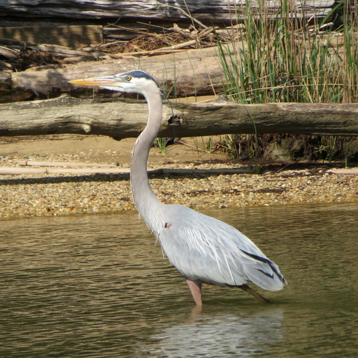 Great blue heron