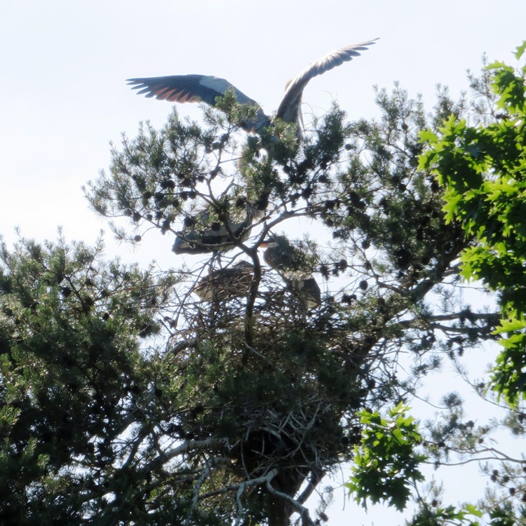 Great blue heron rookery