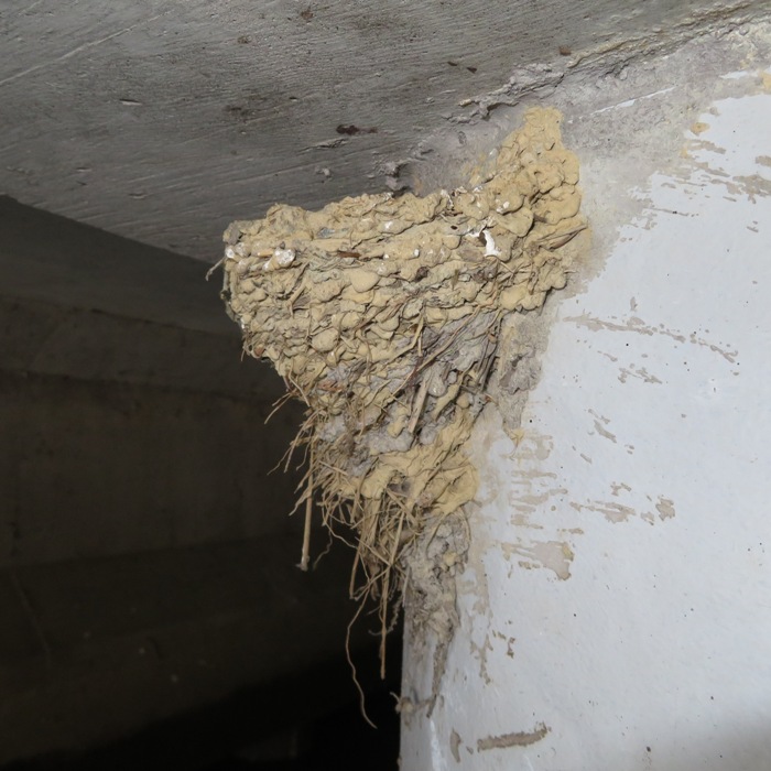 Barn swallow nest under route 322