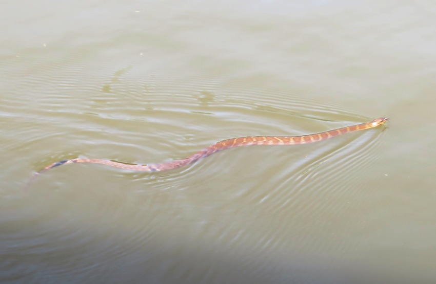 First snake swimming