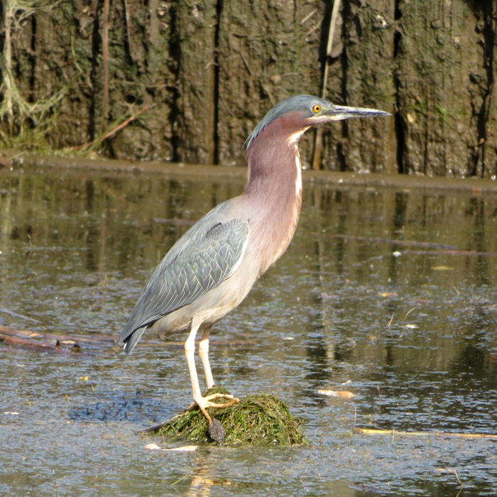 Profile of green heron