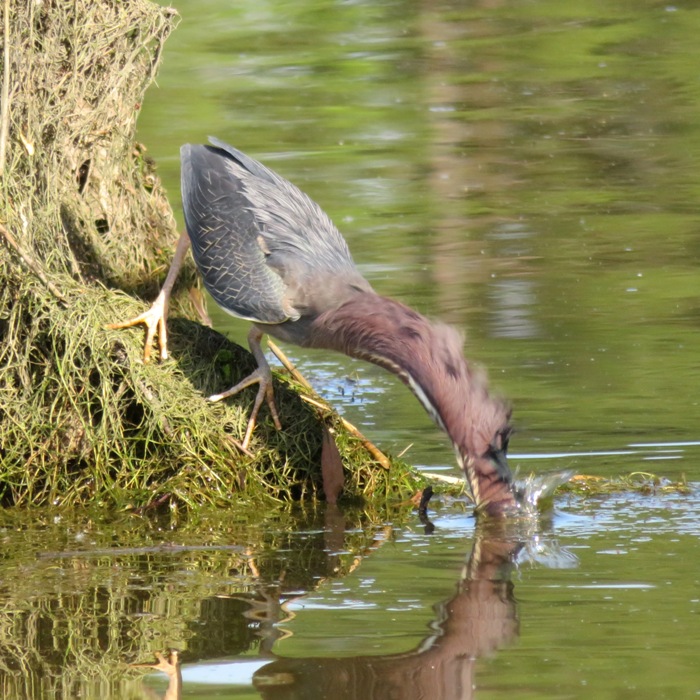 Green heron catching its dinner