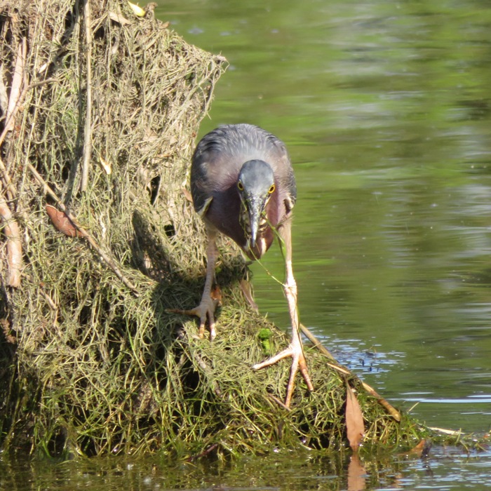 Green heron with fish in its mouth