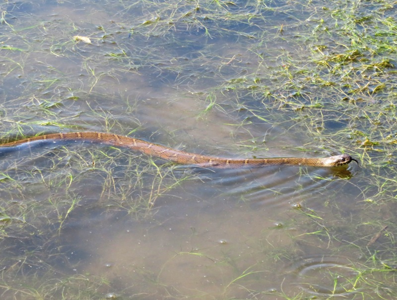 Second snake sticking its tongue out