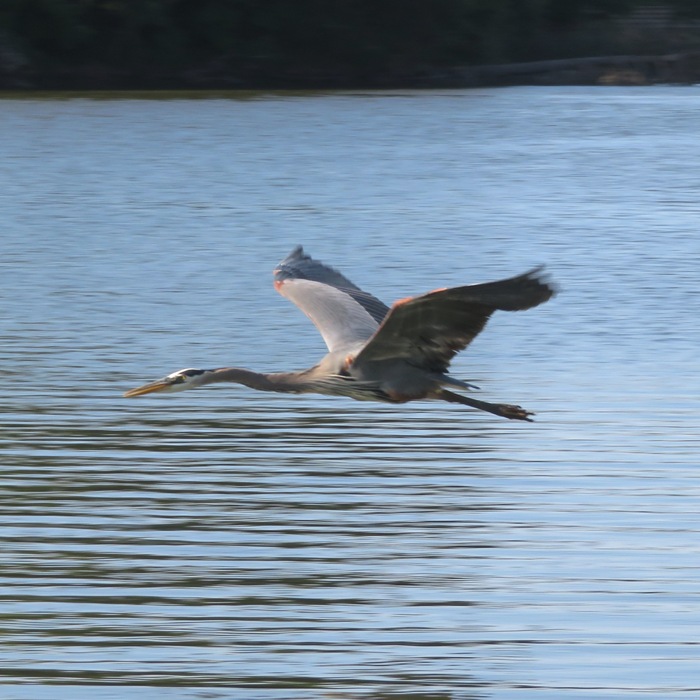 Great blue heron in flight