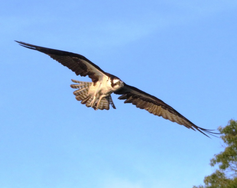 Osprey in flight