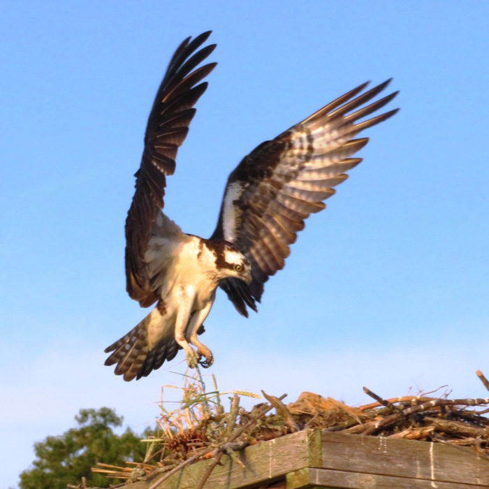 Osprey landing