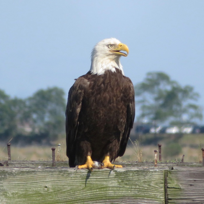 Bald eagle perched on old pier