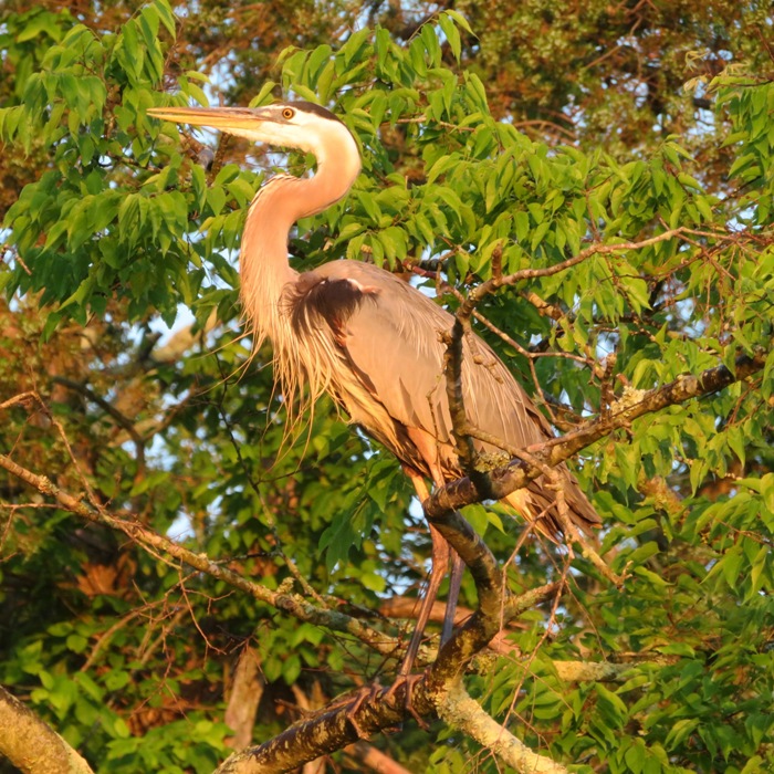 Great blue heron illuminated by the early morning sun