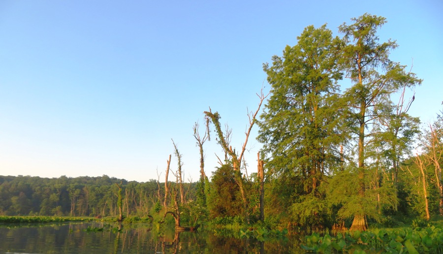 Cypress trees along the shore