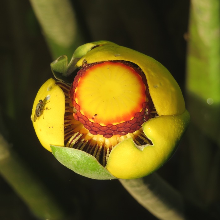 Spatterdock flower