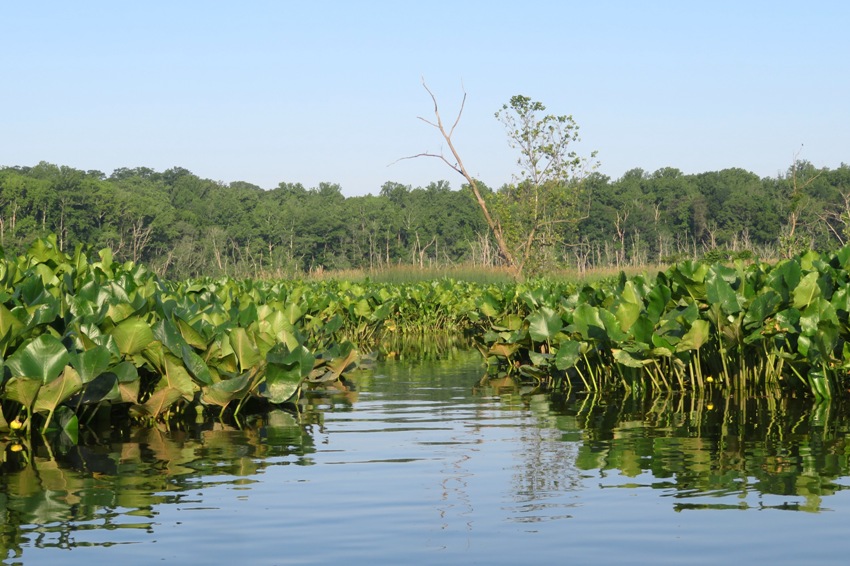 Paddling among the spatterdock