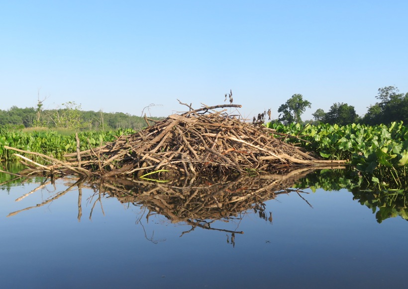 Beaver lodge