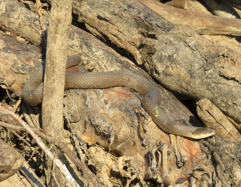 Two northern water snakes on the beaver lodge