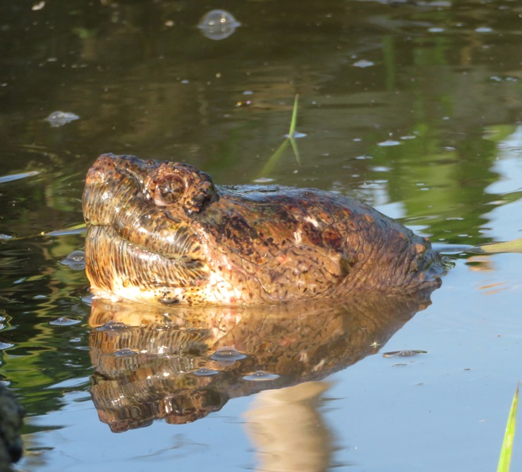 Snapping turtle head sticking above the water