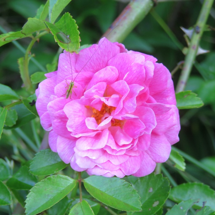 Small insect with really long antennae on pink damask flower