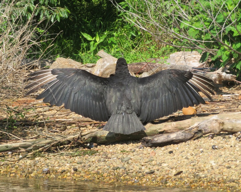 Black vulture standing spread eagle