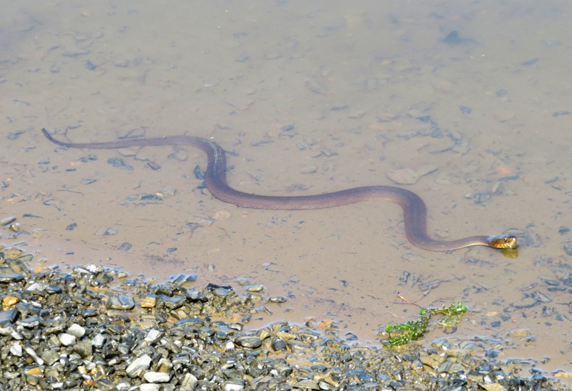 Swimming snake