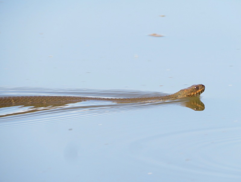 Another swimming snake