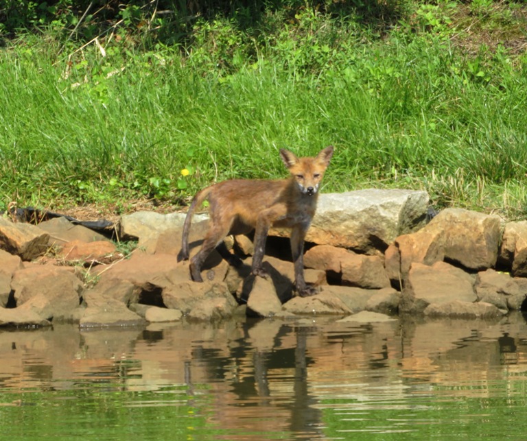 Young fox