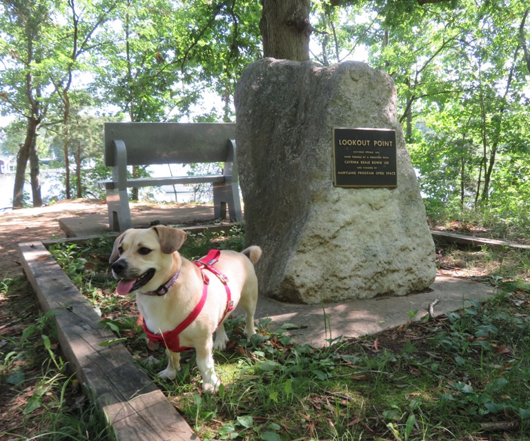 Daphne at Lookout Point