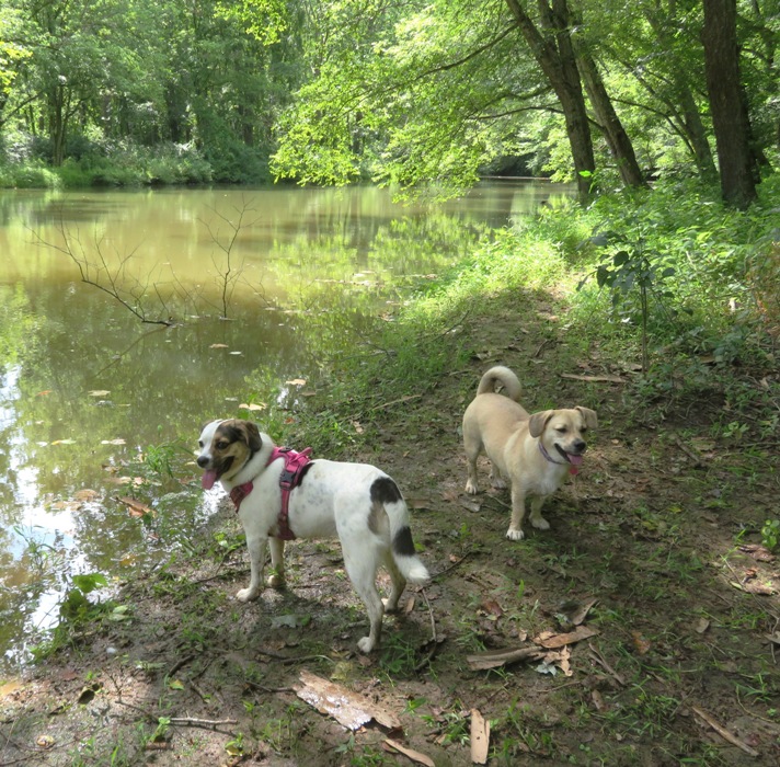 Mia and Daphne by the Patuxent River