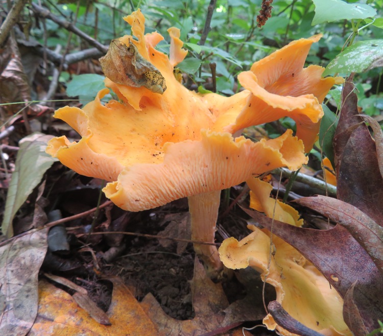 Chanterelle mushroom