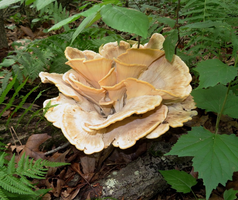 Healthy-looking white fungus