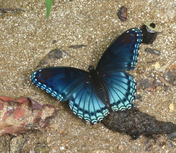 Red-spotted purple butterfly on poop next to a carrion beetle