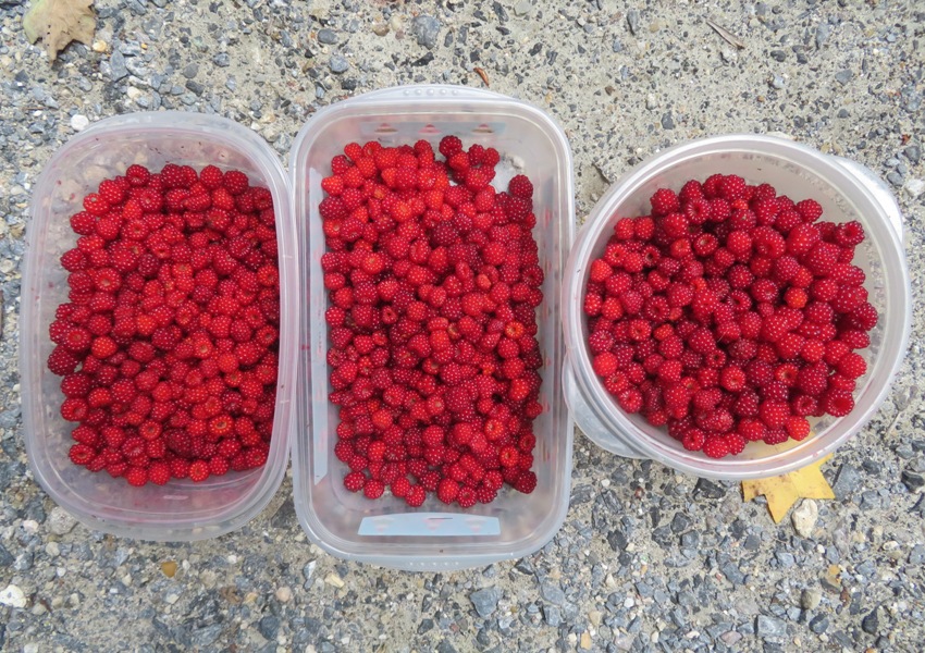 Three containers full of wineberries