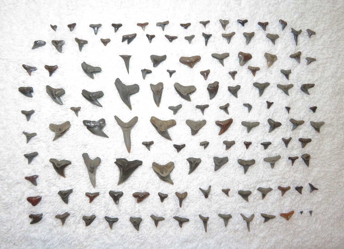 122 shark teeth!